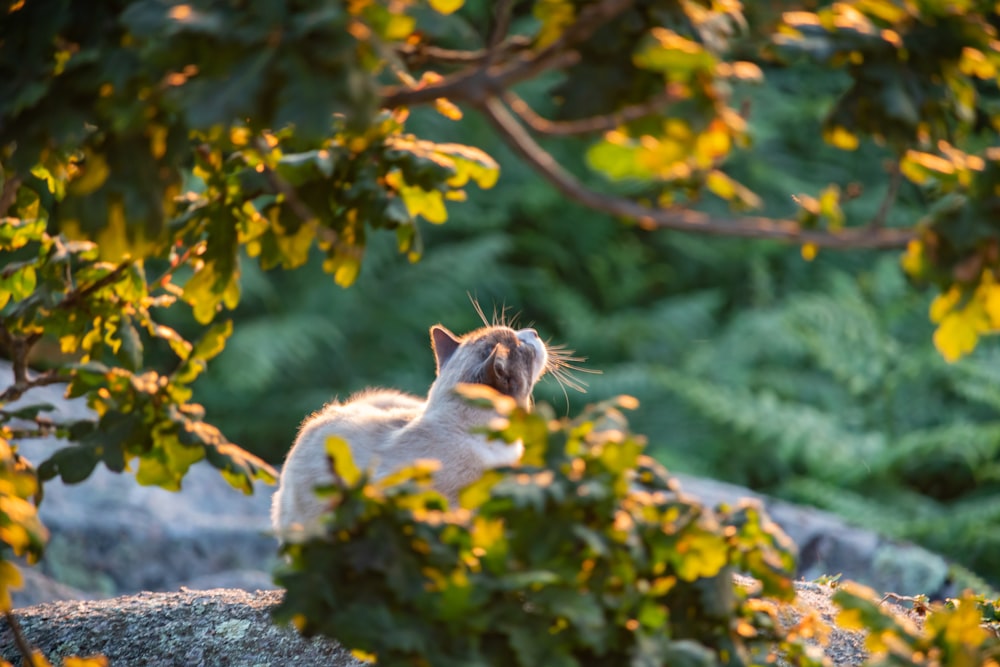 gray cat on gray rock during daytime