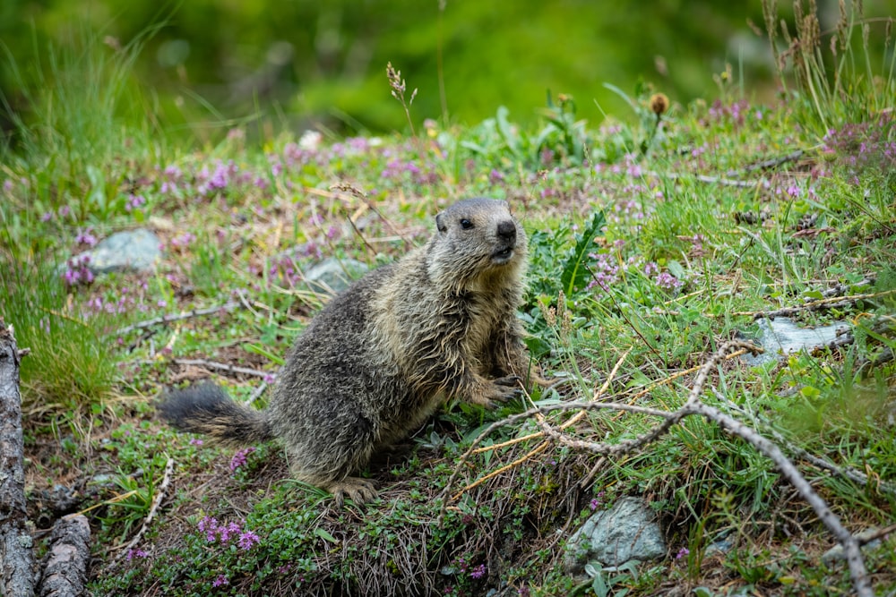 brown rodent on green grass during daytime