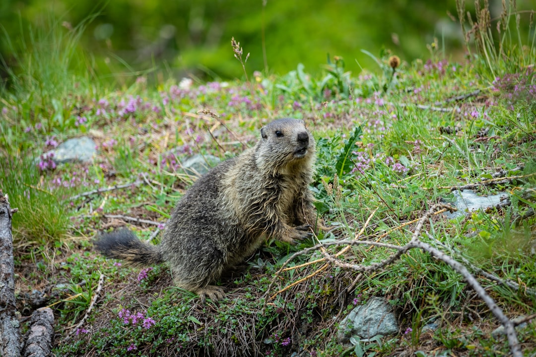 photo of Aosta Valley Nature reserve near Pila