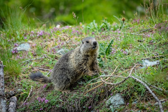 brown rodent on green grass during daytime in Aosta Valley Italy