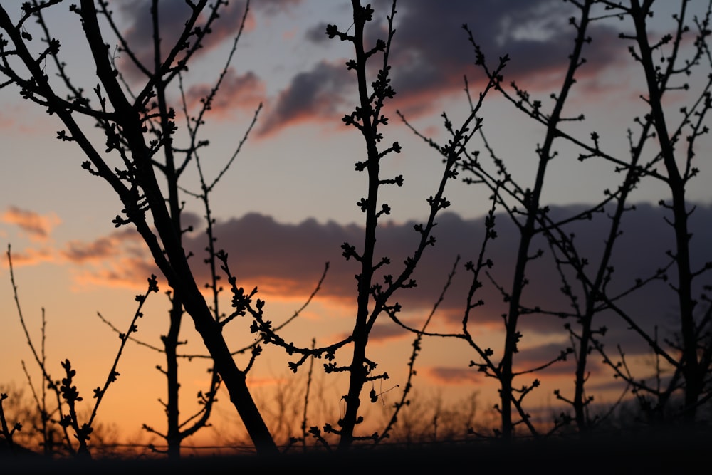 silhouette of bare tree during sunset