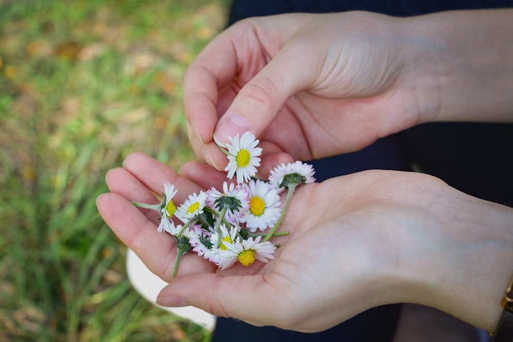 white and yellow daisy flower