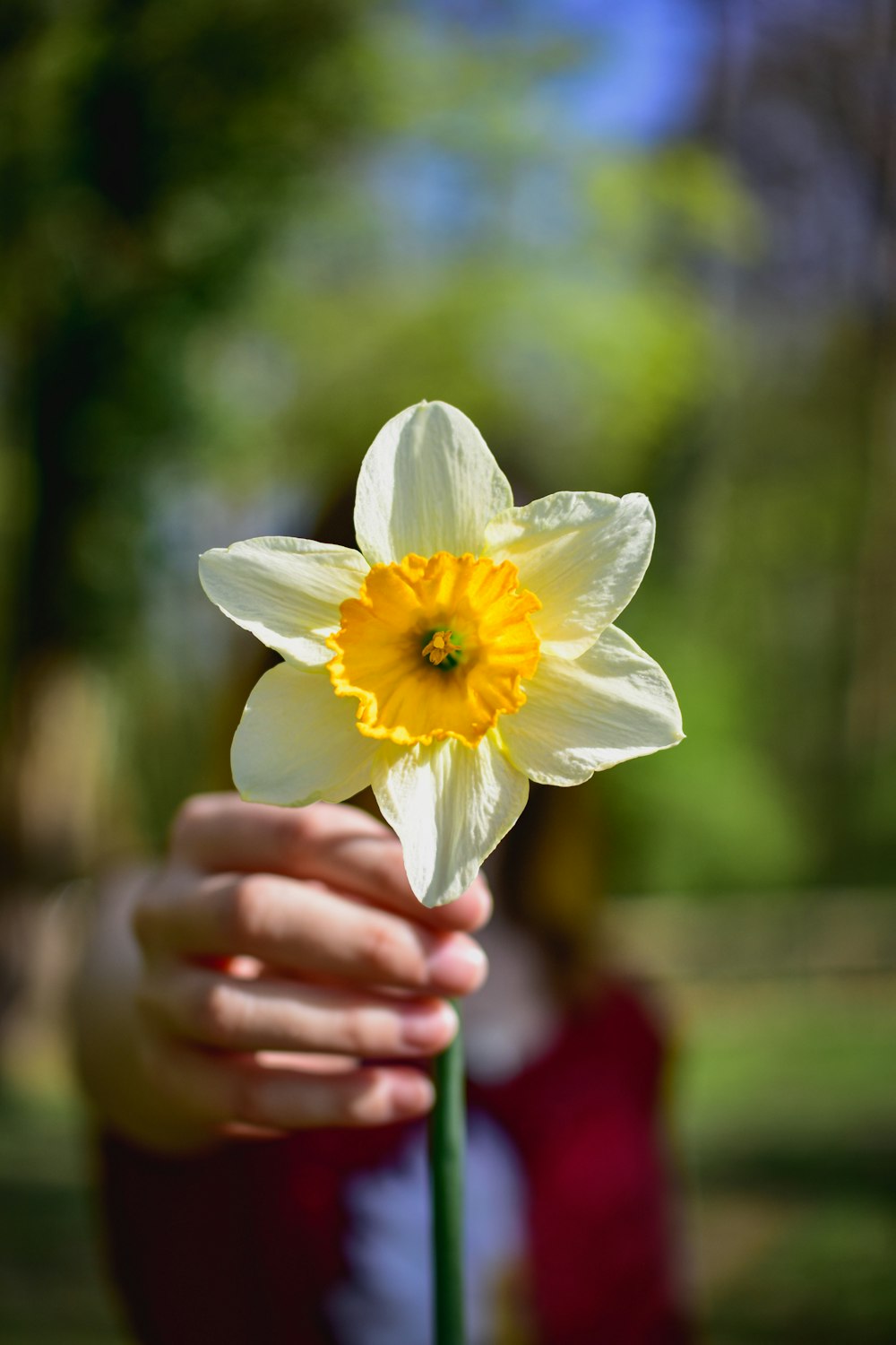 person holding yellow and white flower