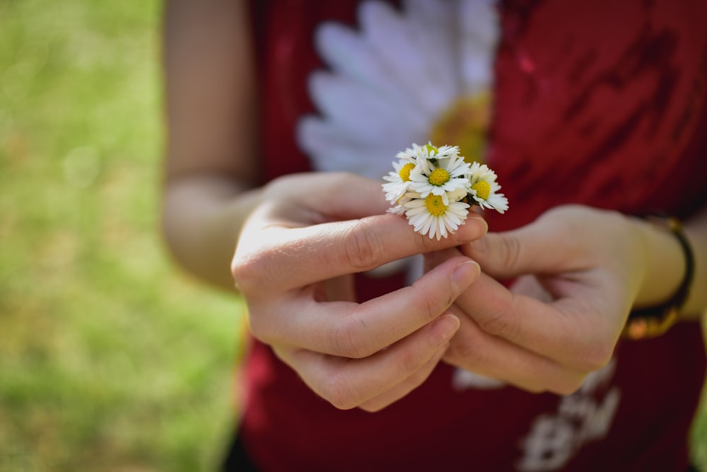 person holding white daisy flower