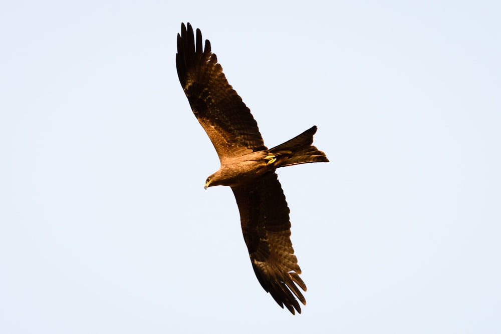 brown and white eagle flying