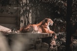 tiger lying on rock during daytime