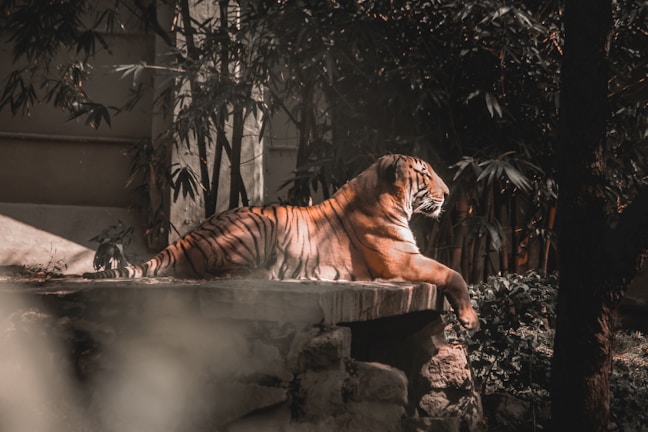tiger lying on rock during daytime