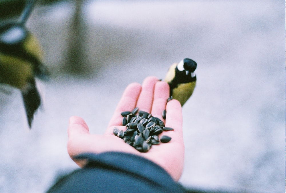 a person holding a handful of seeds in their hand