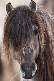 black horse head in close up photography