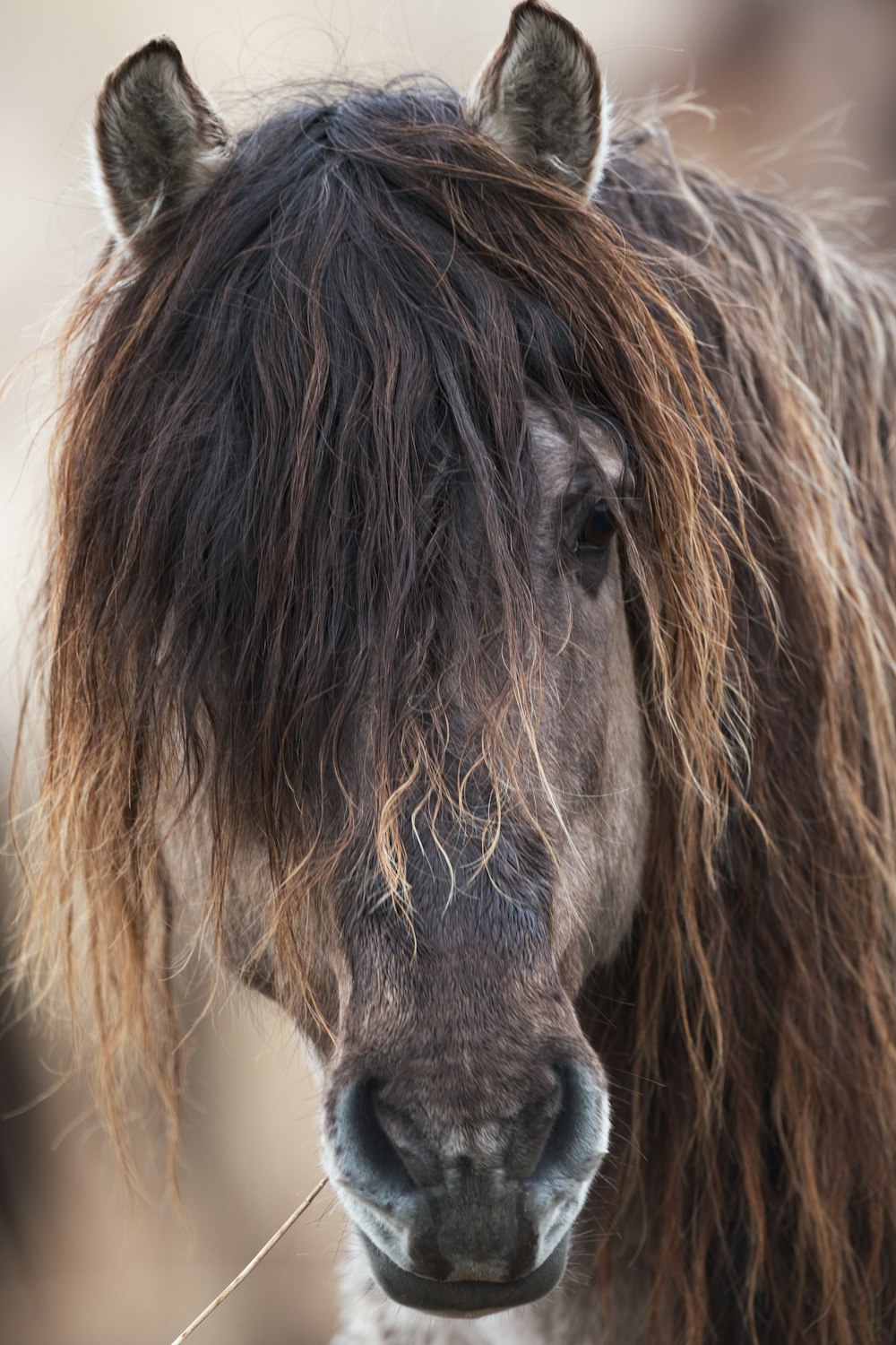 black horse head in close up photography