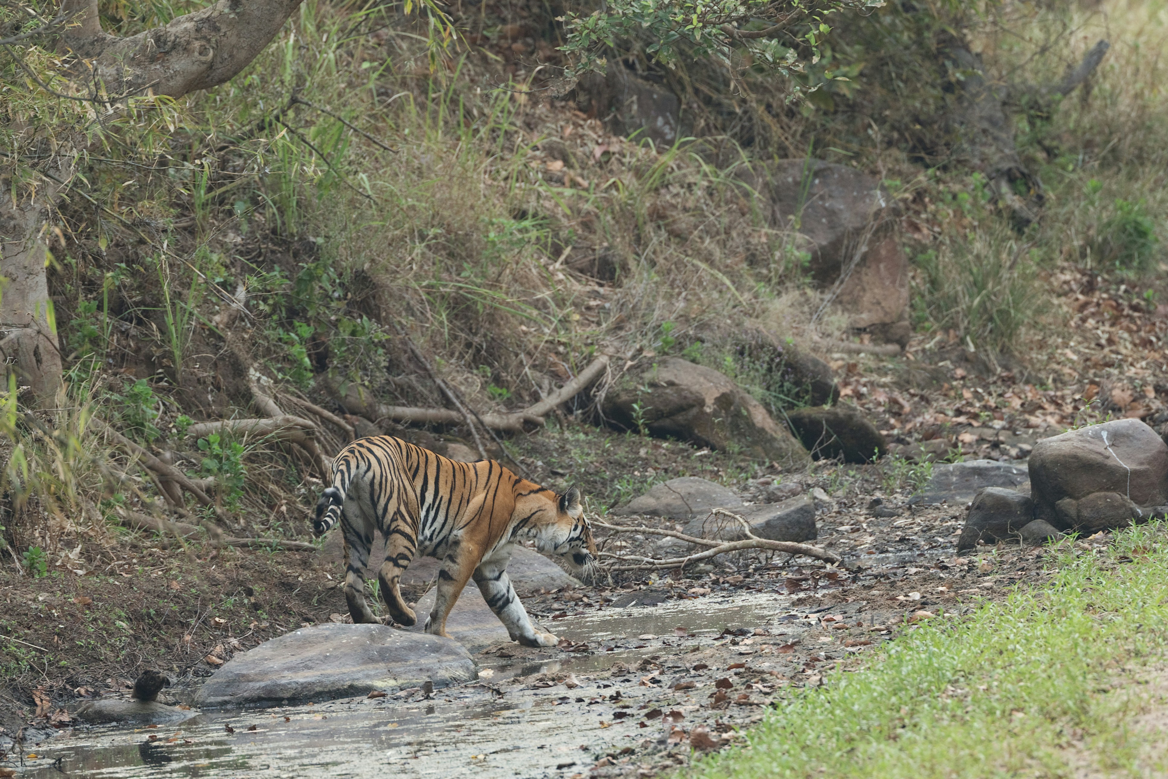 Tiger Leaping Gorge Backpacking Budget Itinerary 2026