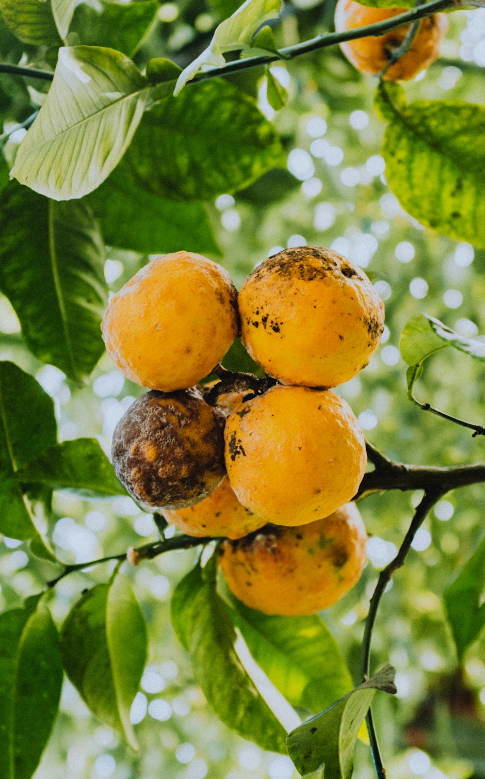 Fruit d’orange sur branche d’arbre