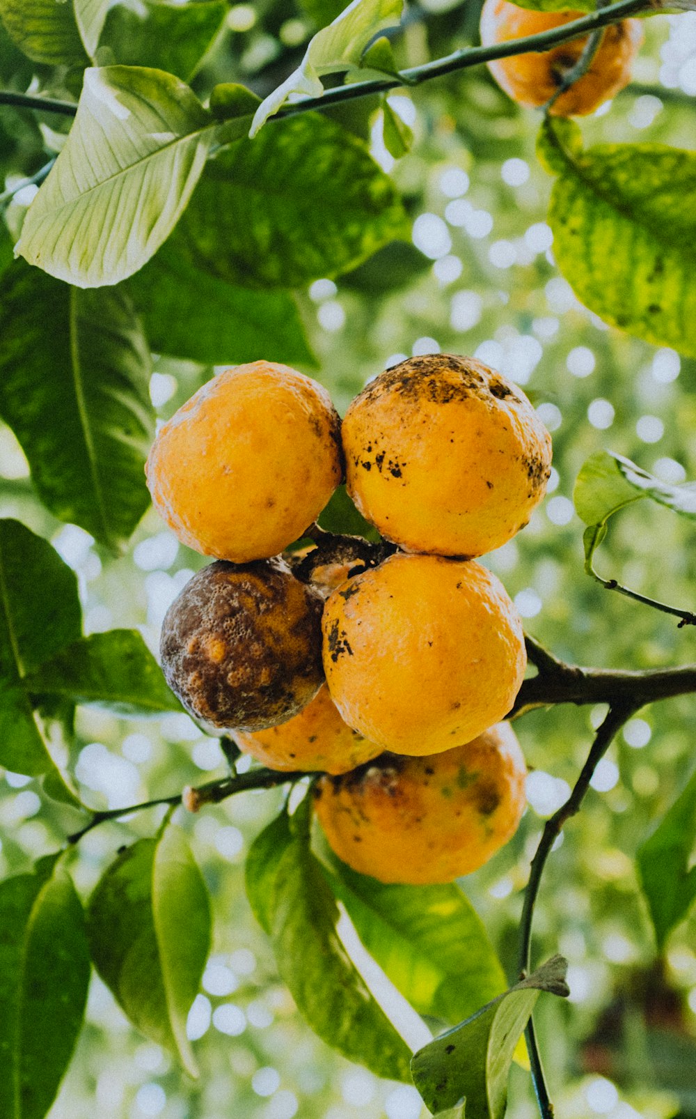 fruta naranja en la rama de un árbol