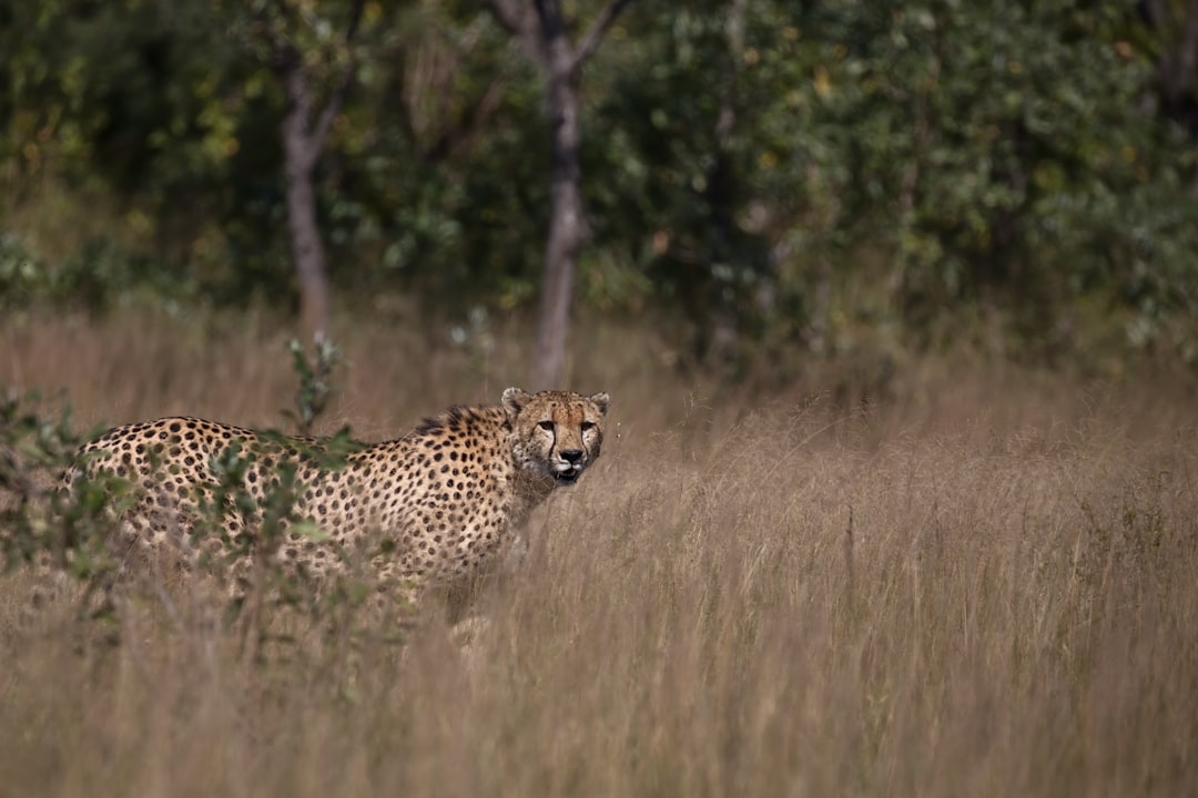 cheetah walking on brown grass field during daytime