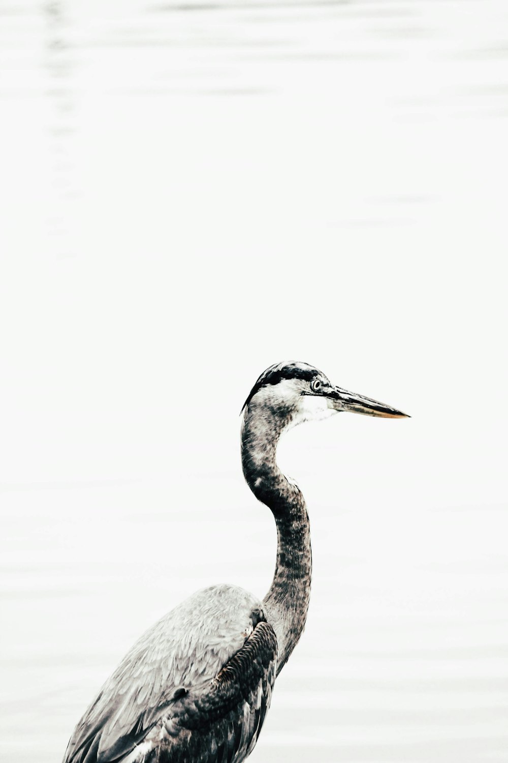 gray and black bird on water