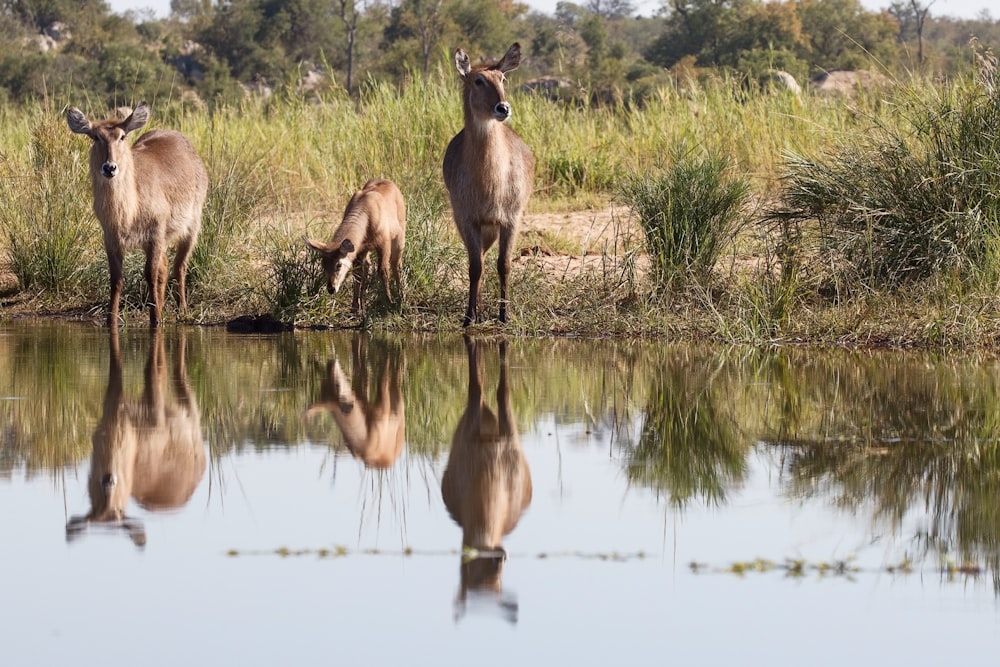 brown deer on green grass field during daytime