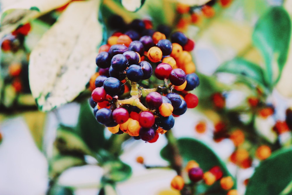 red and green round fruits