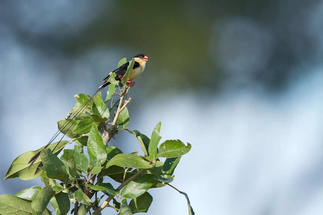 yellow and black bird on green plant