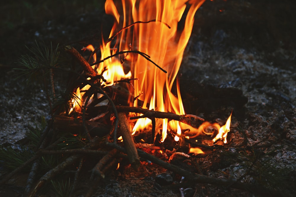 burning wood on black soil