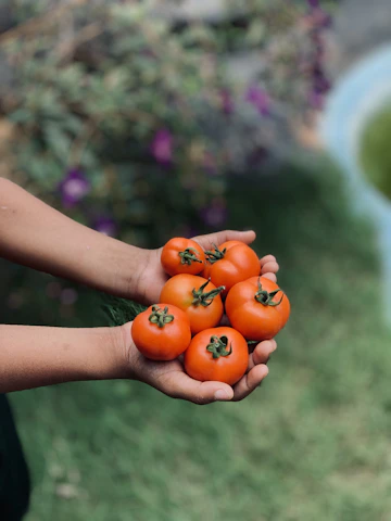 Close-up of hands holding freshly picked organic tomatoes with soil still visible.
