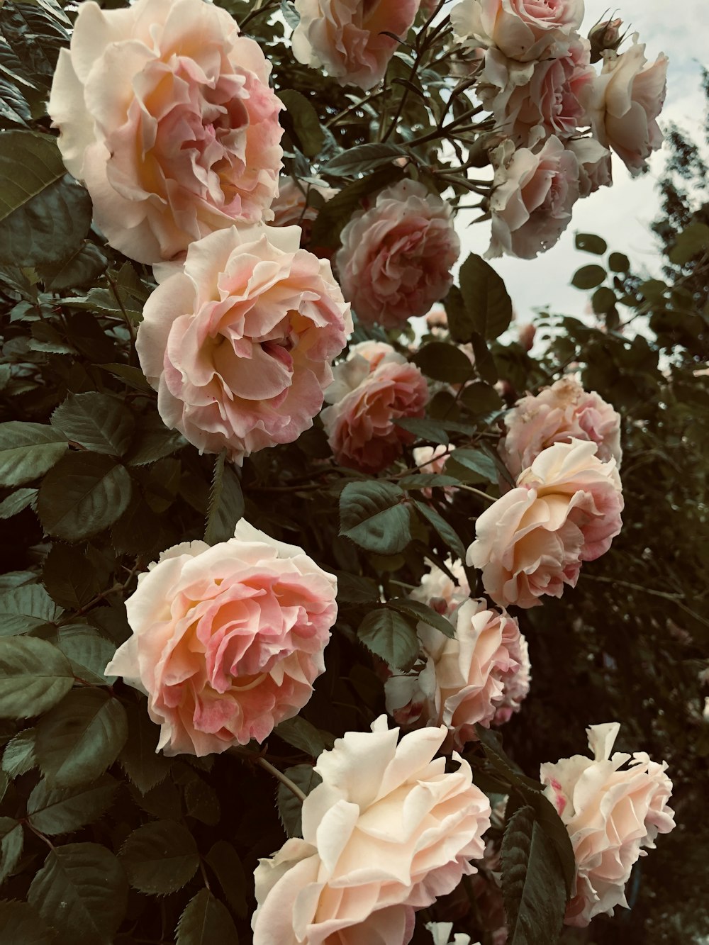 pink roses in bloom during daytime