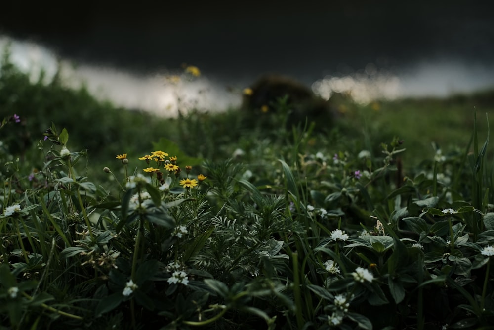 yellow flowers with green leaves