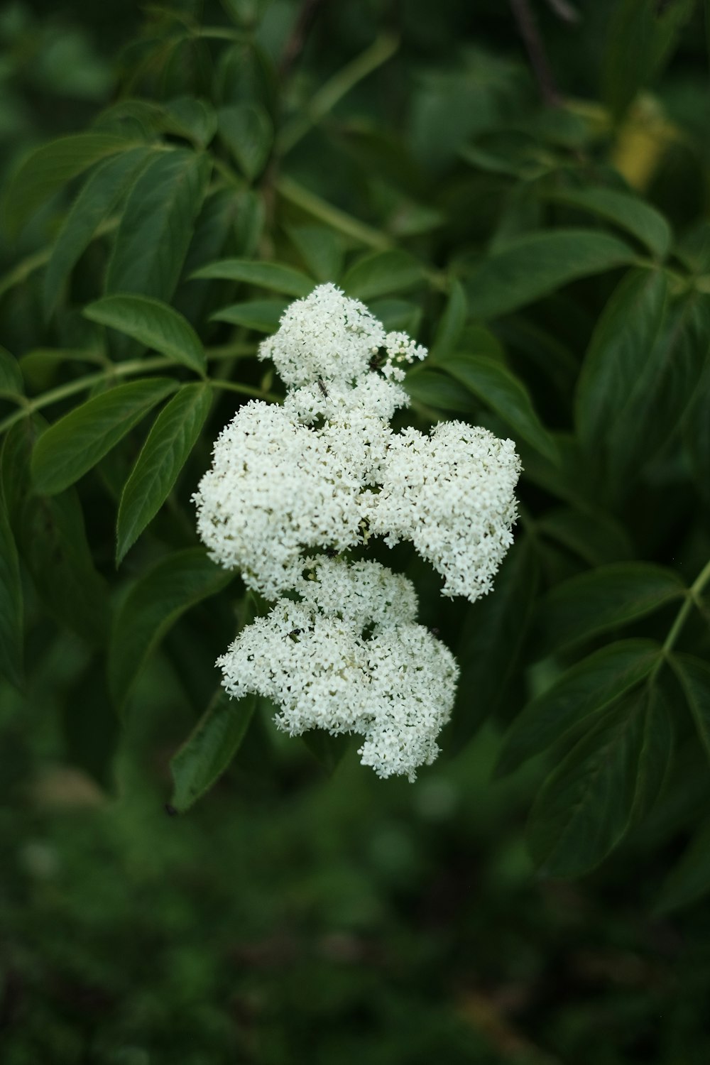 white flower with green leaves