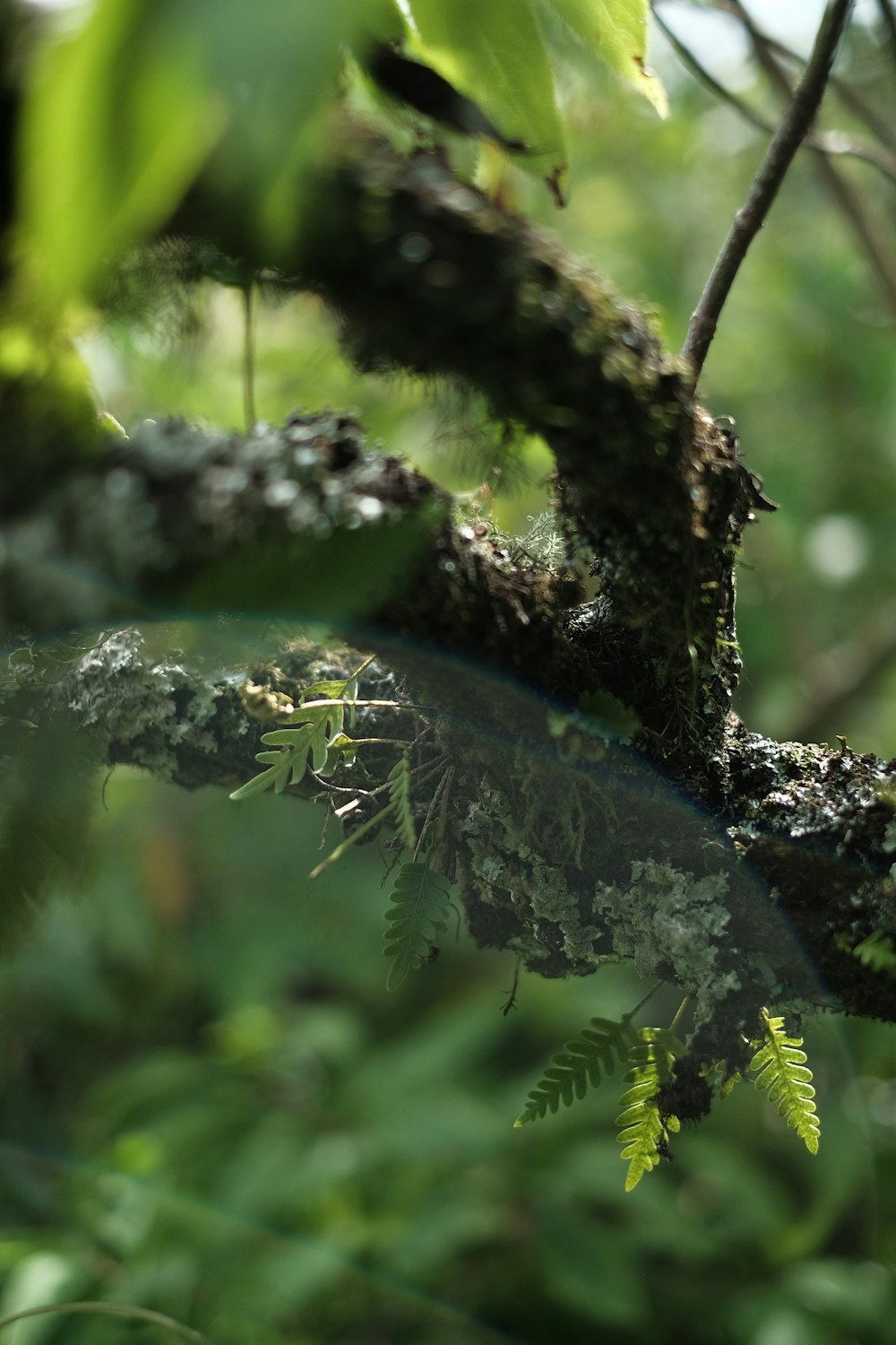 green and black tree branch