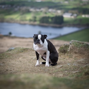 black and white short coated dog on brown soil near body of water during daytime