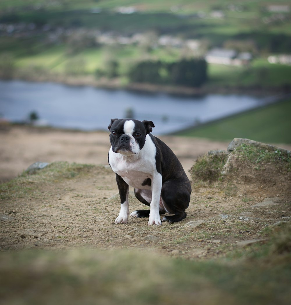 black and white short coated dog on brown soil near body of water during daytime