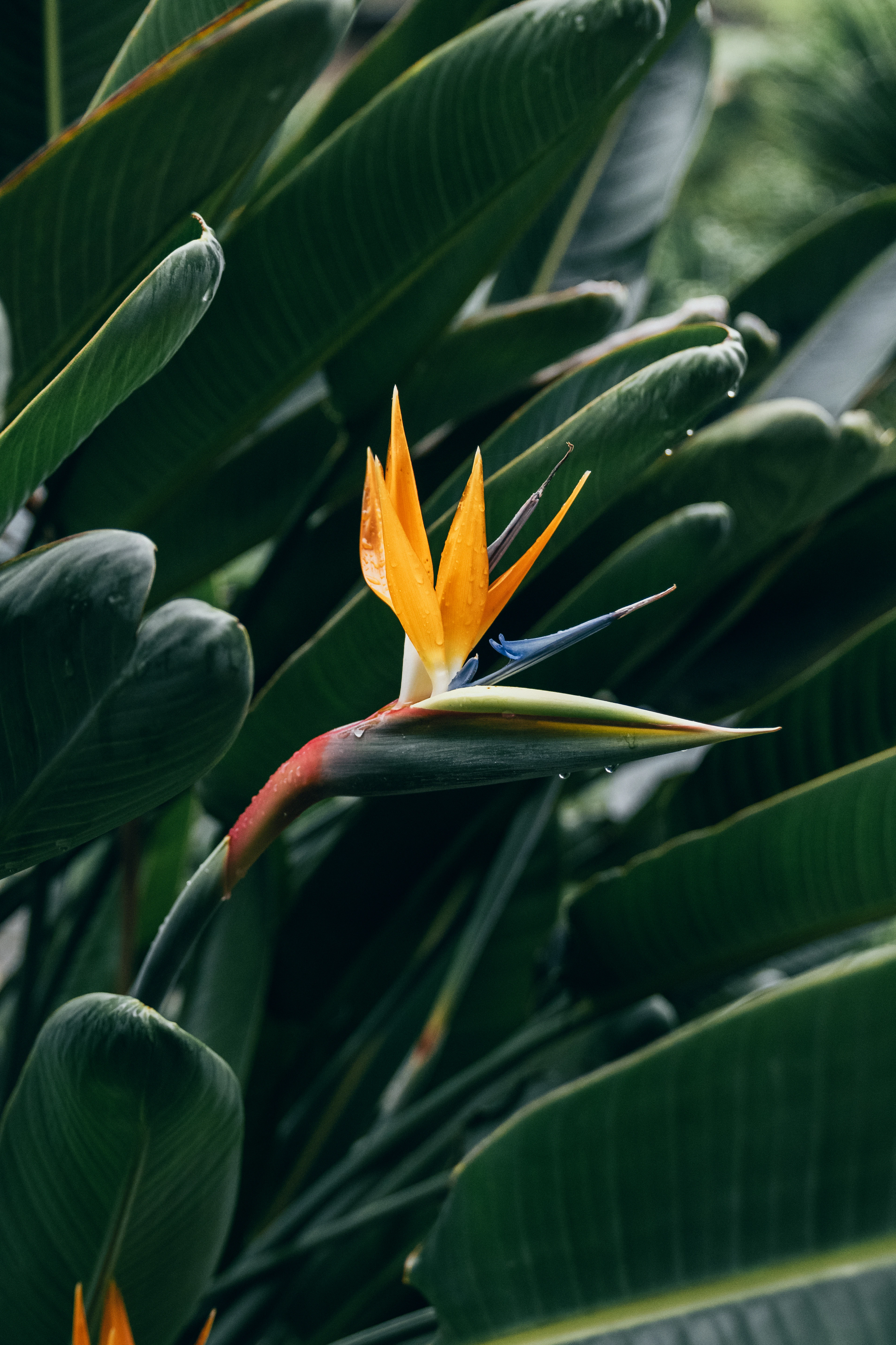 Bird of paradise flower among leaves