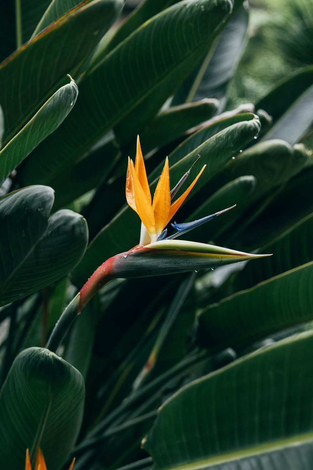 yellow and blue birds of paradise flower in bloom during daytime