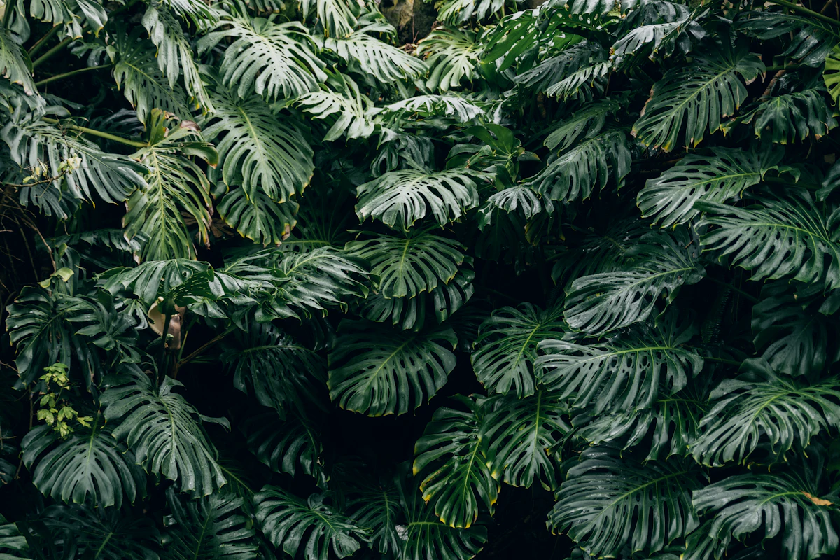 A monstera in a bright indoor setting — close to a window but not in direct sun is the position the plant prefers