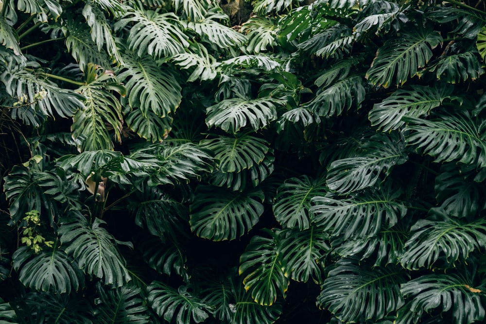 green leaves plant during daytime