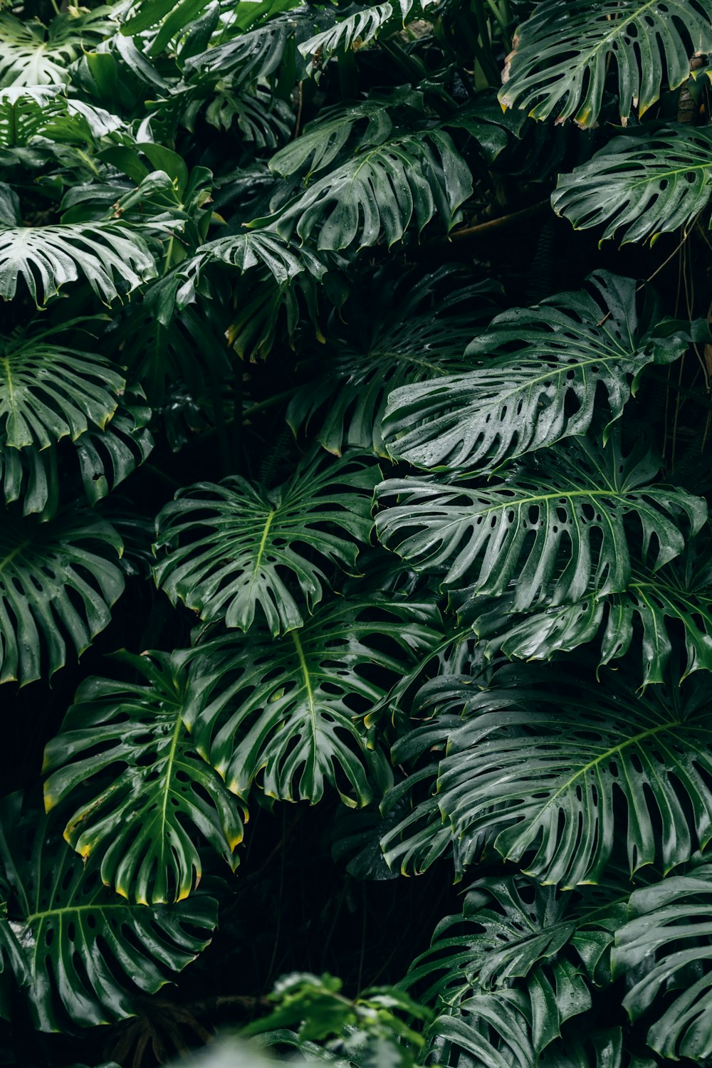 Hojas verdes en la fotografía de primer plano