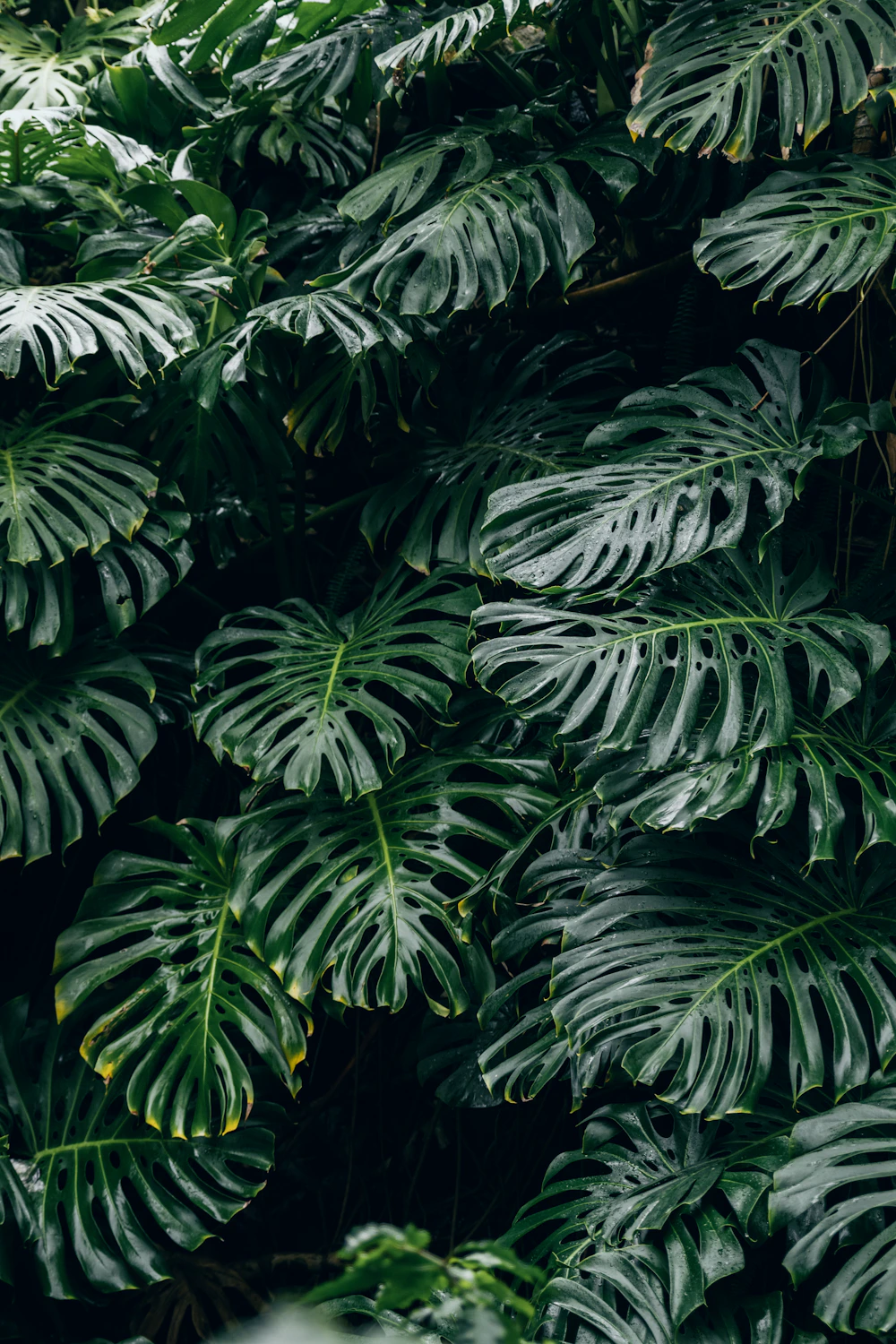 Hojas de monstera de un verde intenso