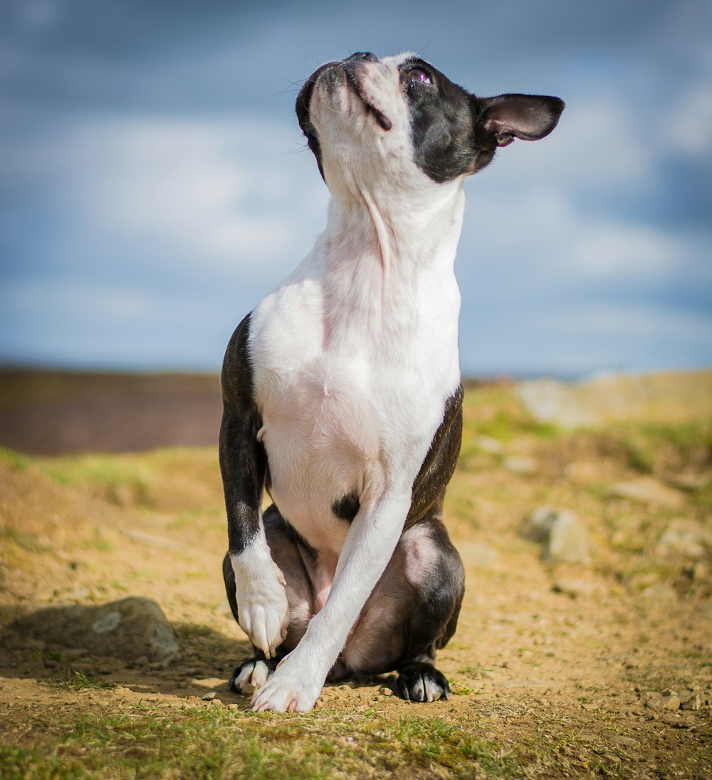 Perro de pelo corto blanco y negro sobre suelo marrón durante el día