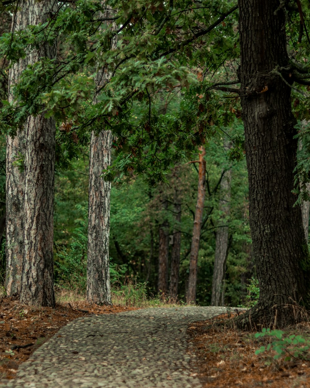 green trees on brown soil