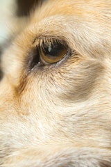 A close-up image focusing on the eye of an animal, likely a dog, with detailed visibility of its fur and eyelashes. The fur appears golden and textured, showing fine details.