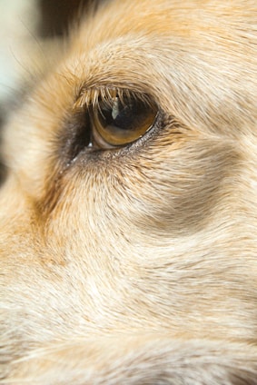 A close-up image focusing on the eye of an animal, likely a dog, with detailed visibility of its fur and eyelashes. The fur appears golden and textured, showing fine details.