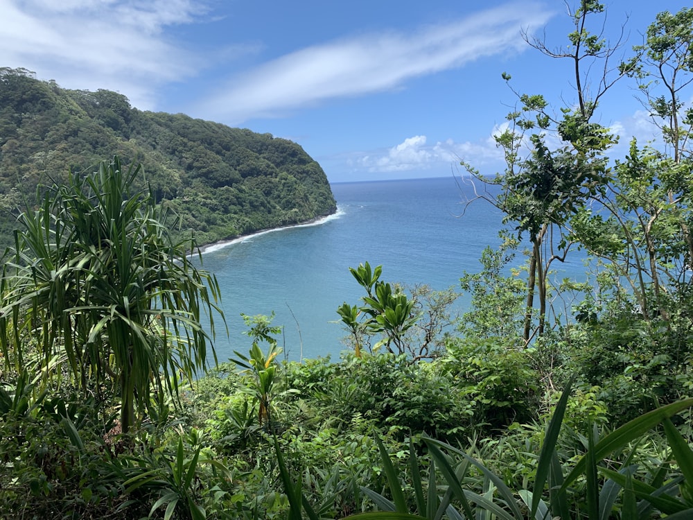 green trees on mountain near body of water during daytime