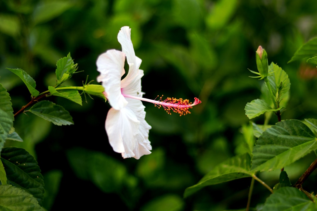 white flower with red stigma