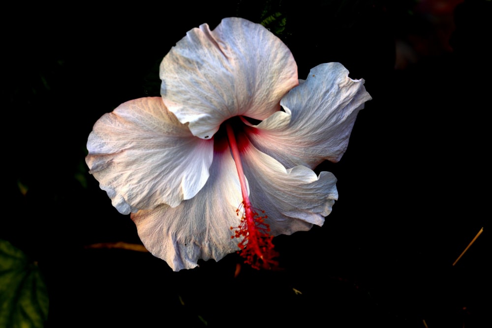 white and red hibiscus in bloom