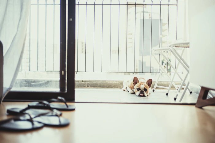 Pet Friendly Stays