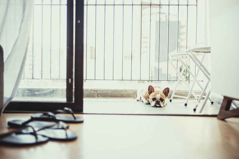 Best Pet-Friendly Hotels and Stays in Sao Paulo for Travelers With Furry Companions