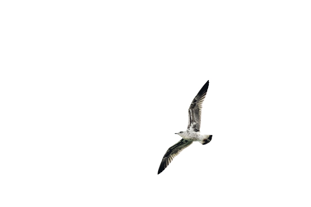 white and black bird flying