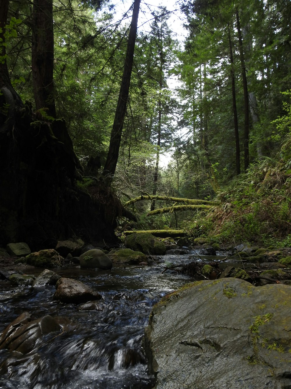 green moss on rocks in river