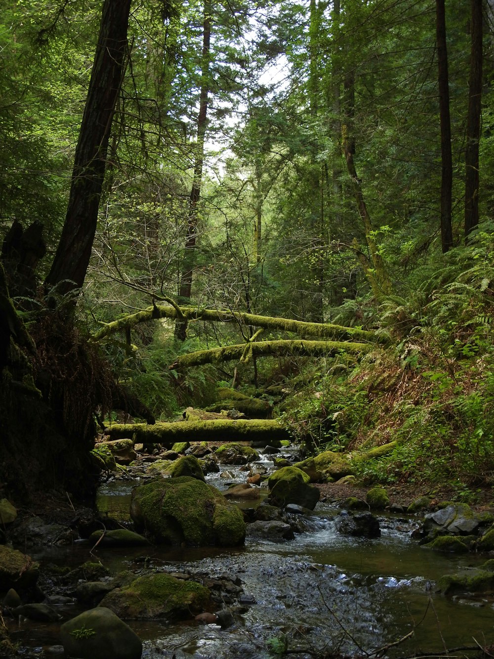 river in the middle of forest during daytime