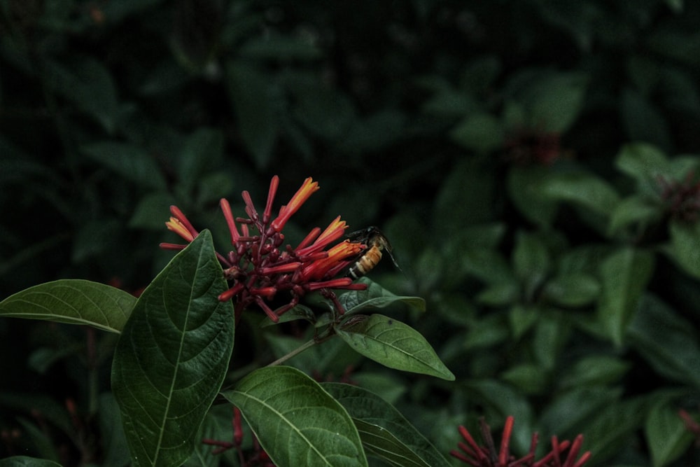 red flower with green leaves