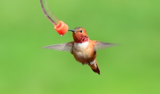 A small hummingbird with iridescent orange and green feathers hovers in mid-air near a feeding tube. Its wings are a blur from rapid movement, and it is feeding from a small orange feeder tip against a lush green background.